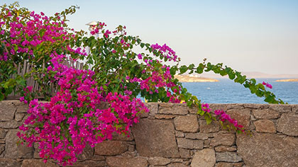 photo de bougainvilliers